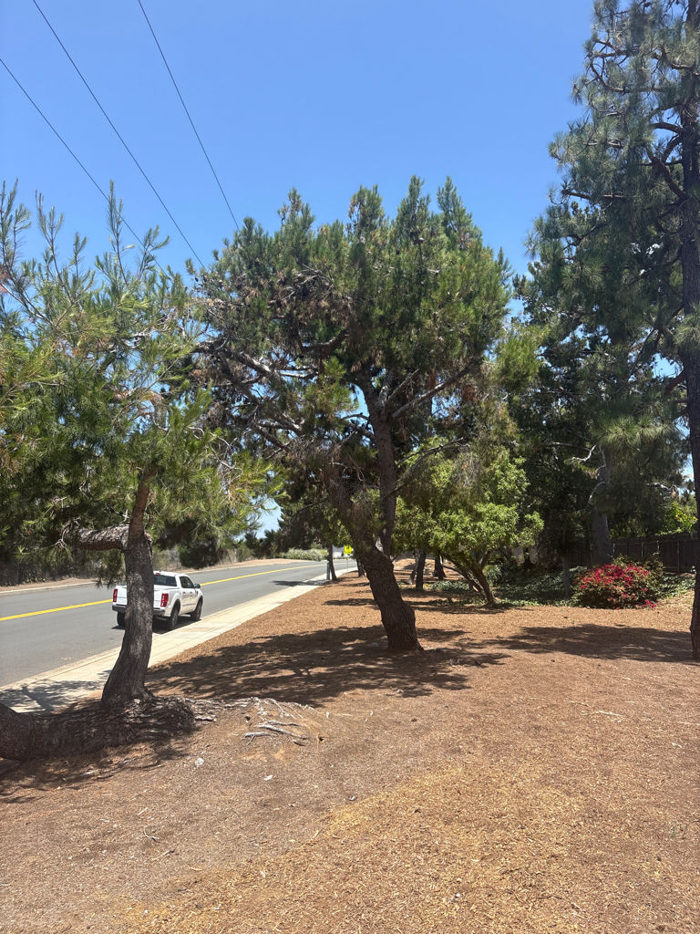Tree after TreeLife treatment