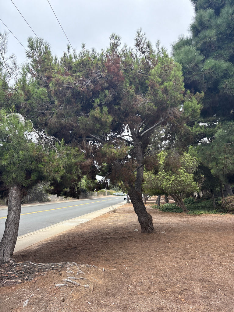 Tree before TreeLife treatment
