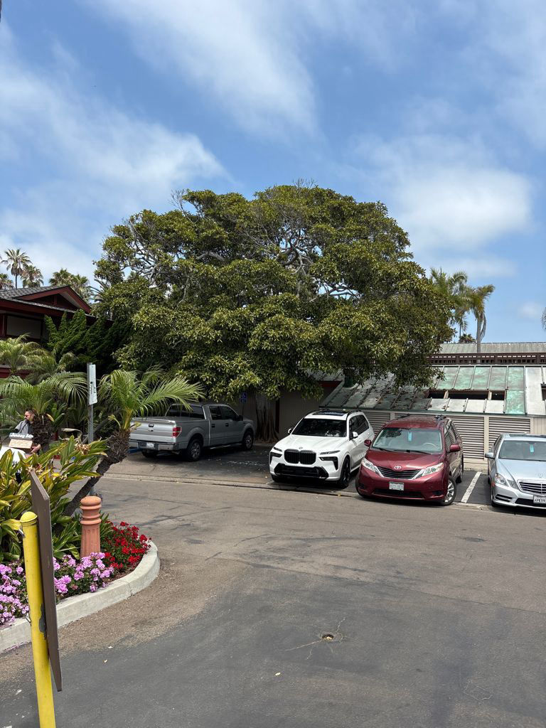 Thriving tree with TreeLife care