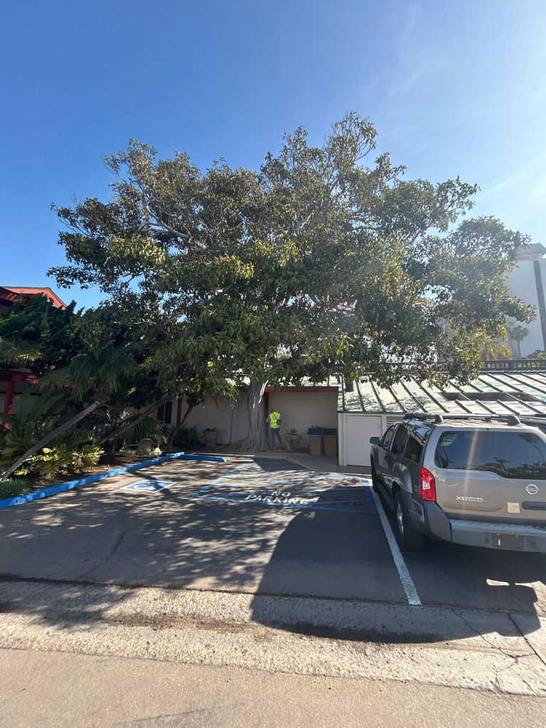 Diseased tree before TreeLife care