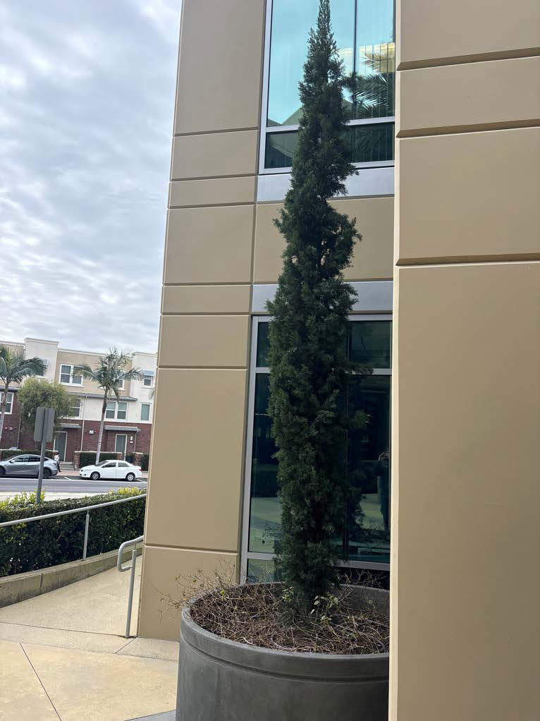 TreeLife before and after treatment before