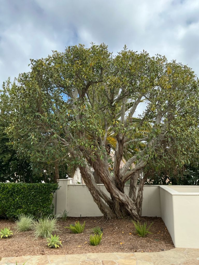 Moreton Bay Fig Ficus Macrophylla Treatement in Southern California before
