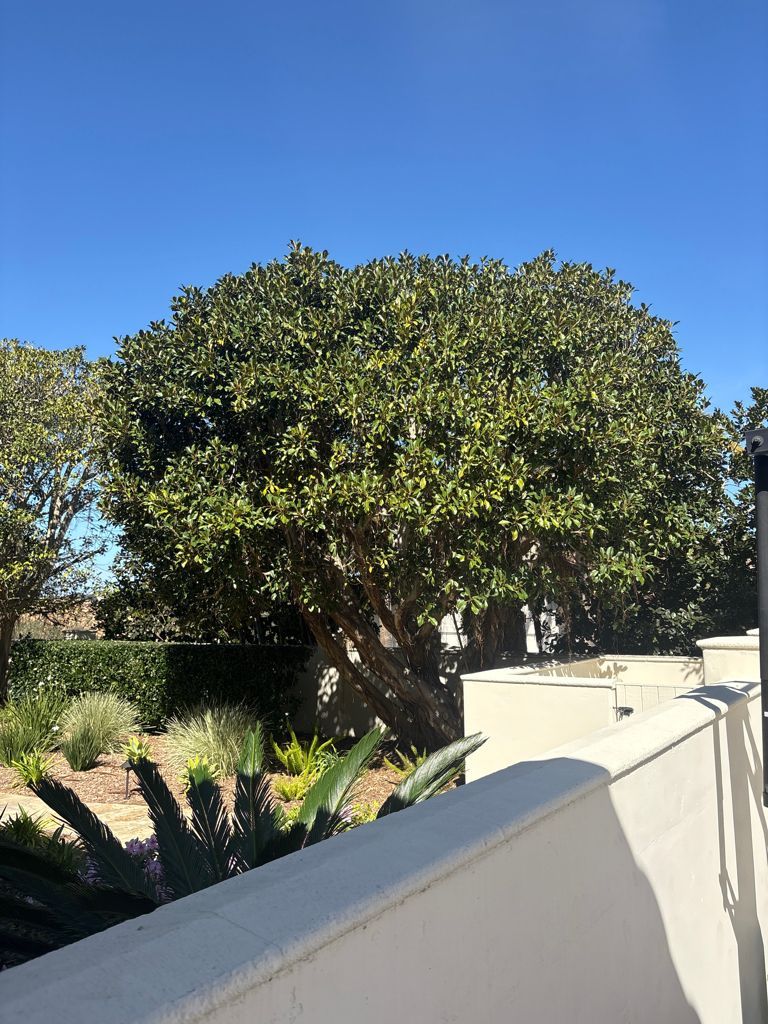 Moreton Bay Fig Ficus Macrophylla Treatement in Southern California after