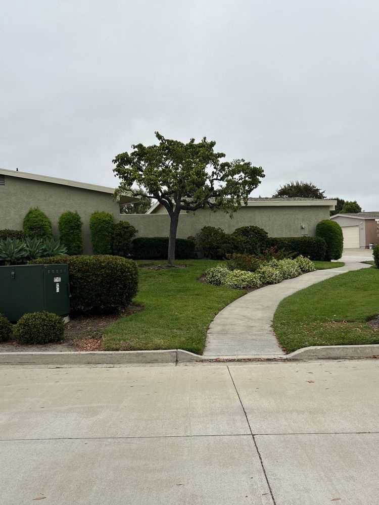 Thriving tree with TreeLife care