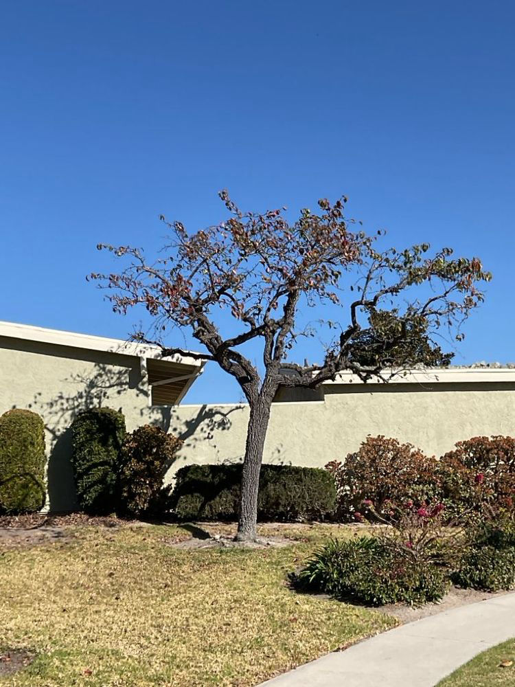 Diseased tree before TreeLife care