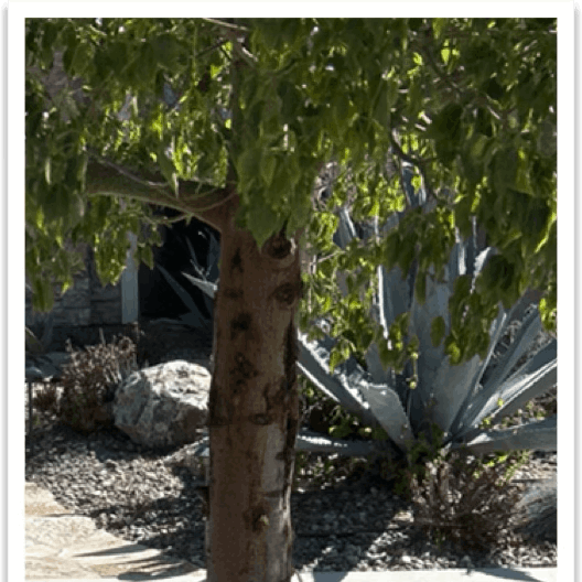 Arborist Consulting Services in Southern California