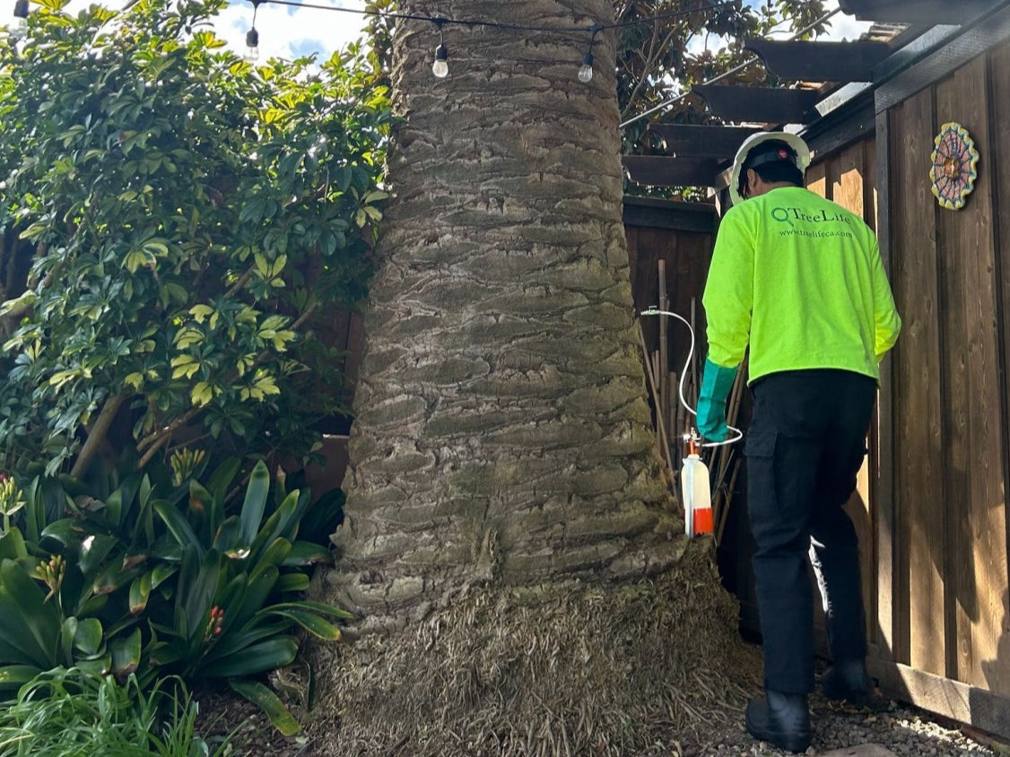 Tree Nutrient Plans in Southern California