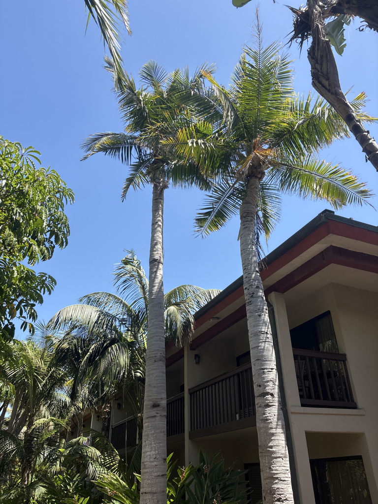 Majesty Palm Tree Care Treatment Southern California after