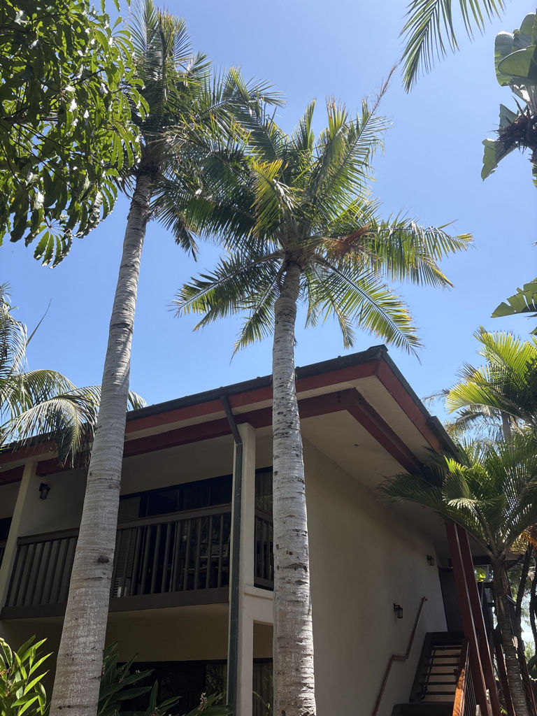 Majesty Palm Tree Care Treatment Southern California after