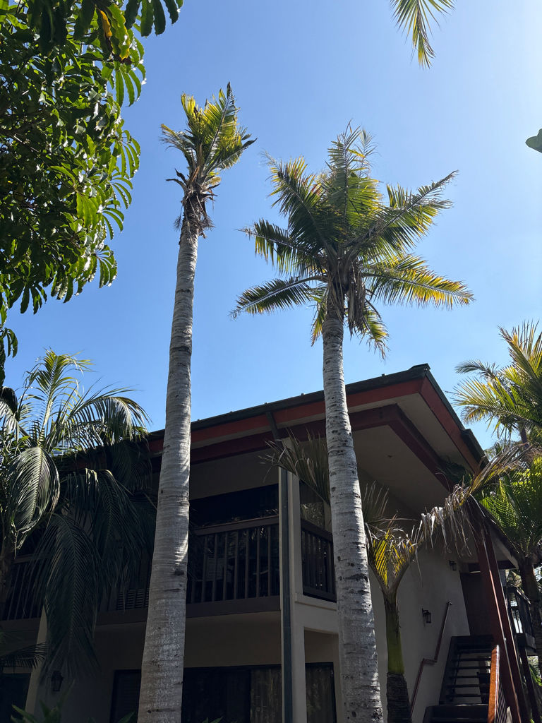Majesty Palm Tree Care Treatment Southern California before