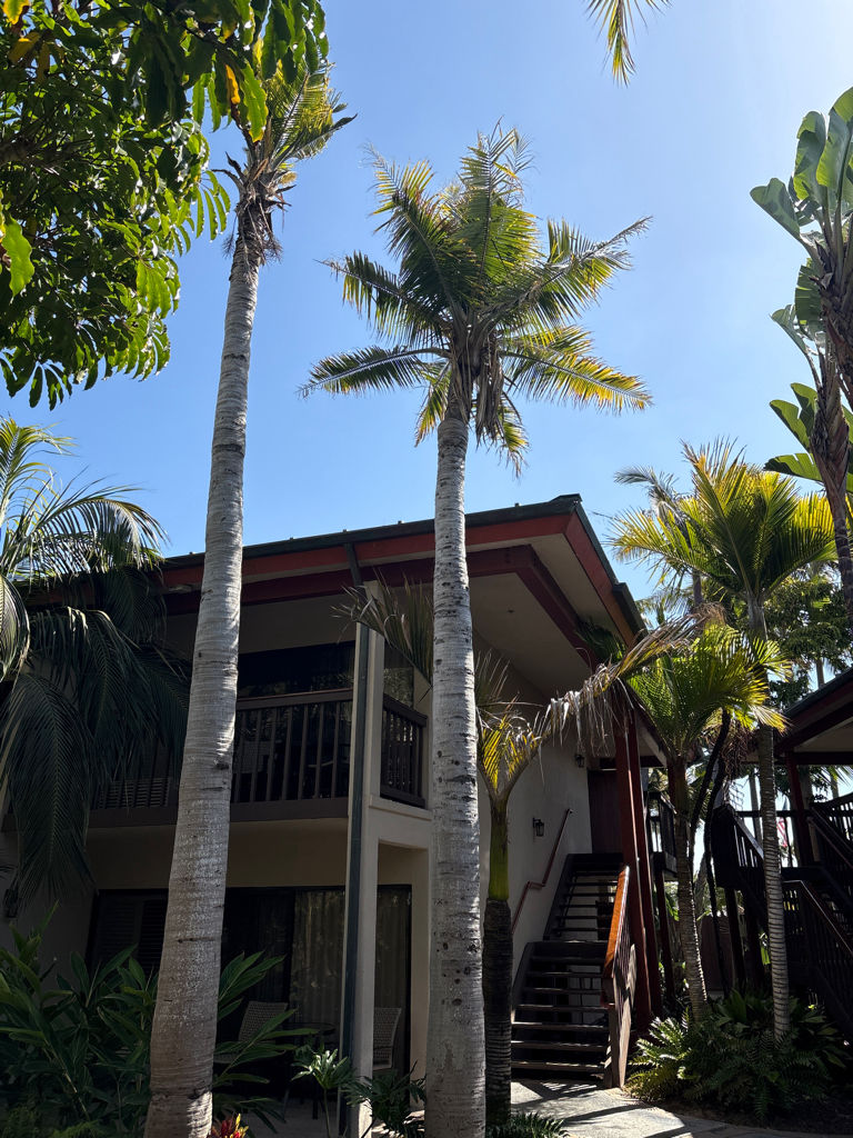 Majesty Palm Tree Care Treatment Southern California before