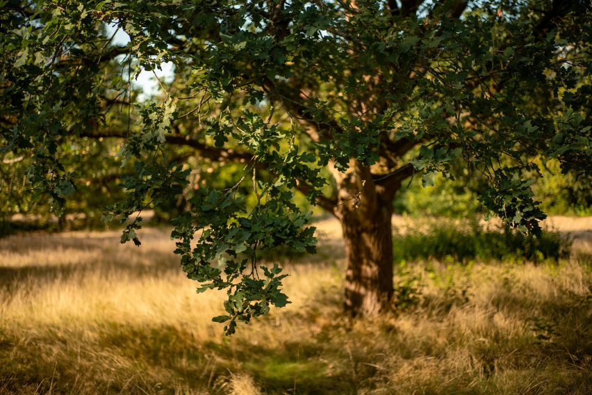 Tree Health Care Services in Southern California