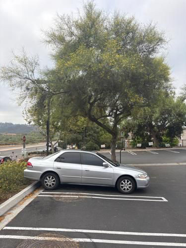 Thriving tree with TreeLife care