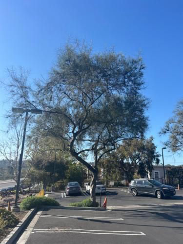 Diseased tree before TreeLife care