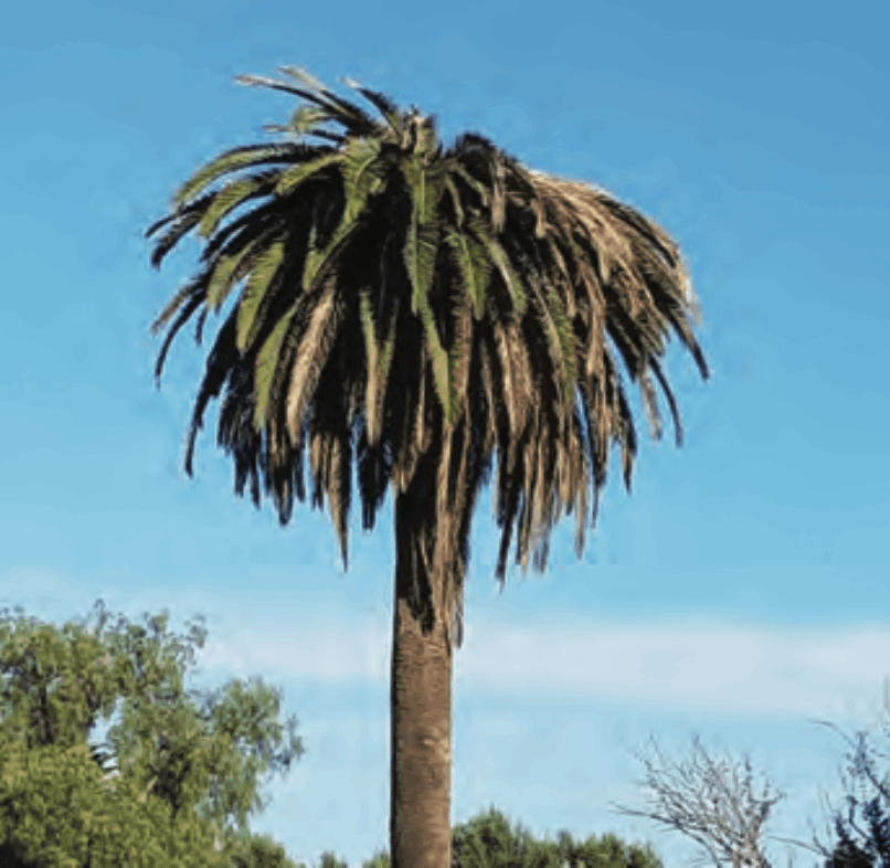 Disease Treatment Plan in Southern California