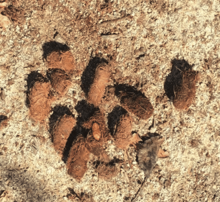Tree Pest Control Plans in Southern California